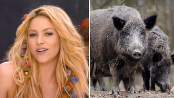 Shakira: Yaban Domuzları Çantamı Çaldı
