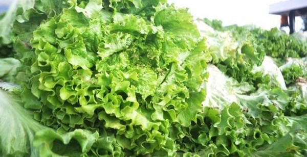 Zam Şampiyonu Kıvırcık Salata Oldu