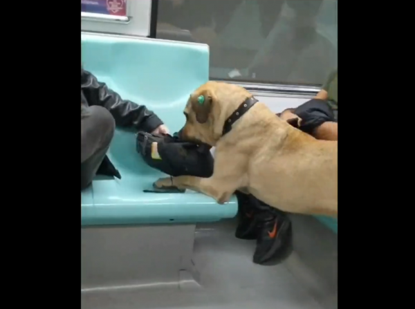 Boji'nin Metroda Bir Vatandaşın Çantasını Isırdığı Anlar