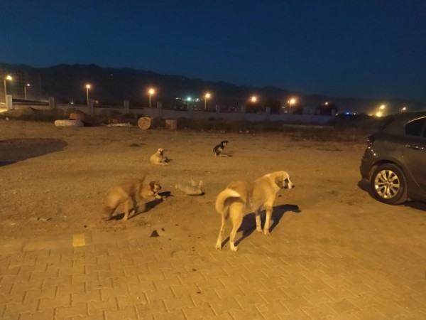 Başıboş Köpek Saldırısına Uğrayan Çocuğun Cinsel Organı Koptu
