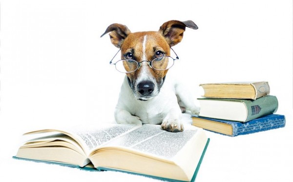 Araştırma: Köpekler İnsan Dillerini Öğrenebiliyor