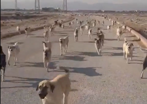 Başıboş Köpek Cenneti Türkiye