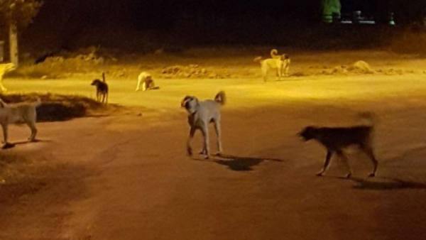 Başıboş Köpek 13 Yaşında Bir Kız Çocuğuna Saldırdı