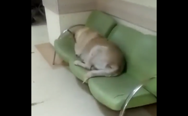 Devlet Hastanesi Başıboş Köpek Yuvası Oldu