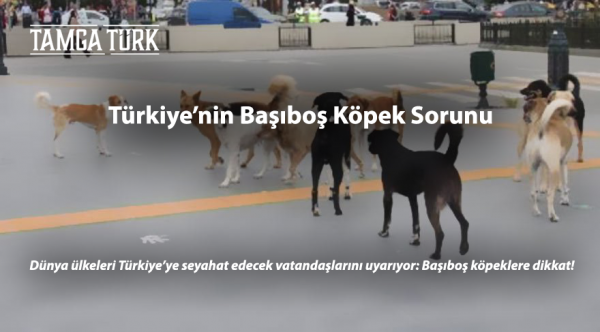 Dünya, Vatandaşlarını Uyarıyor: Türkiye'de Başıboş Köpeklere Dikkat