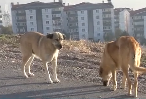 Başkentte Başıboş Köpek Sorunu Giderek Büyüyor