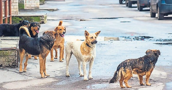 Sakarya'da Başıboş Köpek Saldırısı