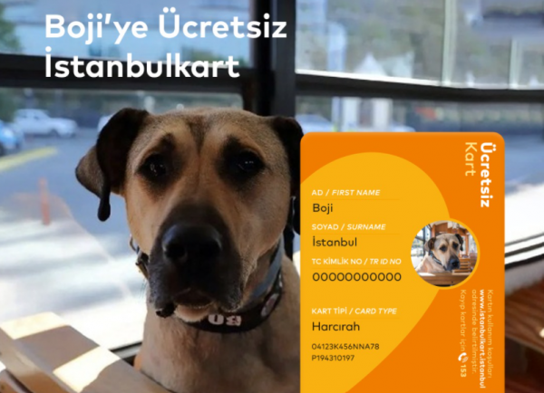 Köpek Boji'ye Ücretsiz İstanbulkart Verildi