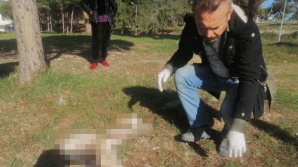 Aydın'da Yüzülmüş Köpek Derisi Bulundu