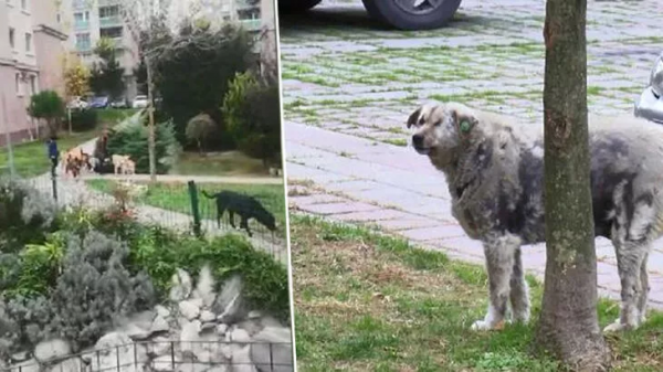 İstanbul'da Bir Siteyi Başıboş Köpekler Esir Aldı