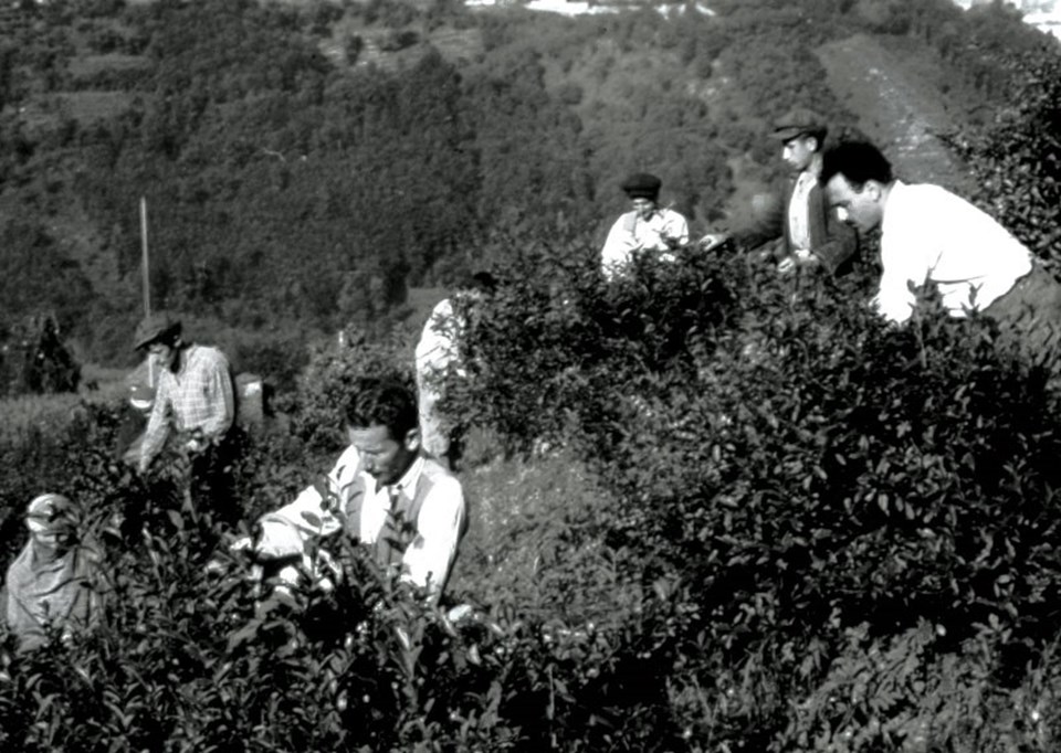 Atatürk'ün Tarım Politikaları - Rize'de Çay Hasadı