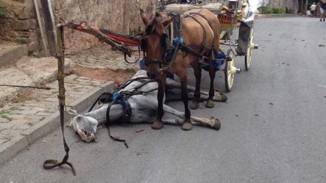 Büyükada'da 81 At İtlaf Edildi